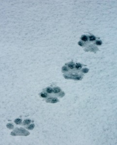 Paw Print in Snow