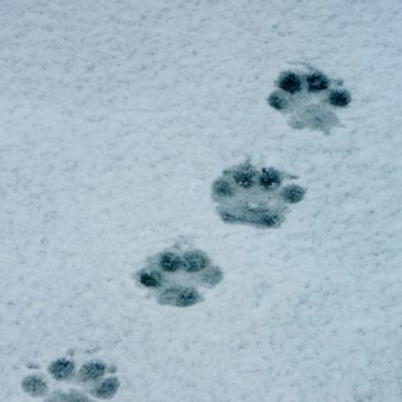 Protect Your Pets from Inclement Weather