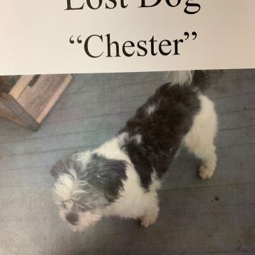 LOST DOG!!!! ***TIMBERVILLE, VA***