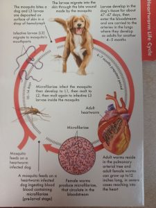 heartworm diagram