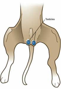 testicle diagram